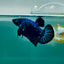 Plakat Blue Samurai Male Betta Ma09 Live Betta Fish Male betta