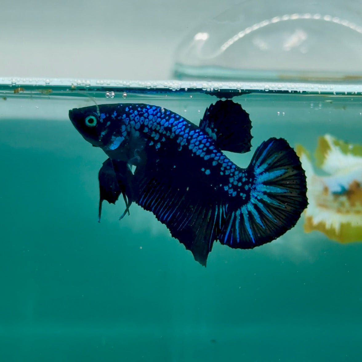 Plakat Blue Samurai Male Betta Ma09 Live Betta Fish Male betta