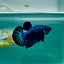 Plakat Blue Samurai Male Betta Ma09 Live Betta Fish Male betta