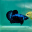 Plakat Blue Samurai Male Betta Ma10 Male betta