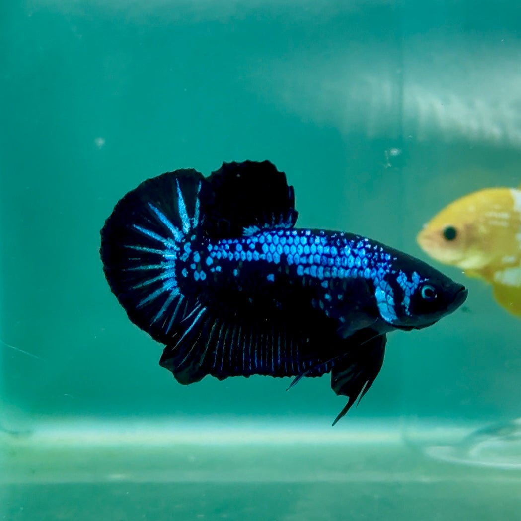Plakat Blue Samurai Male Betta Ma10 Male betta
