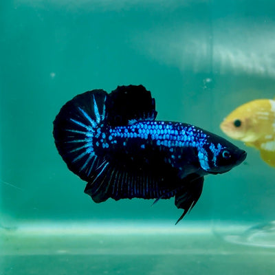 Plakat Blue Samurai Male Betta Ma10 Male betta