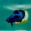 Plakat Blue Samurai Male Betta Ma10 Male betta