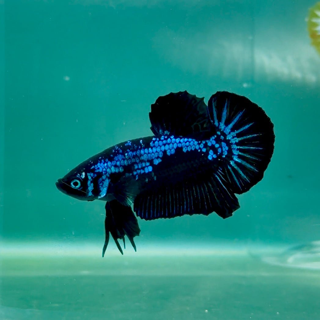 Plakat Blue Samurai Male Betta Ma10 Male betta
