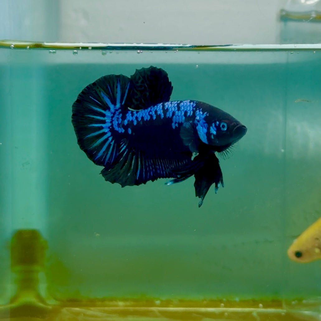 Plakat Blue Samurai Male Betta Ma11