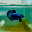 Plakat Blue Samurai Male Betta Ma11