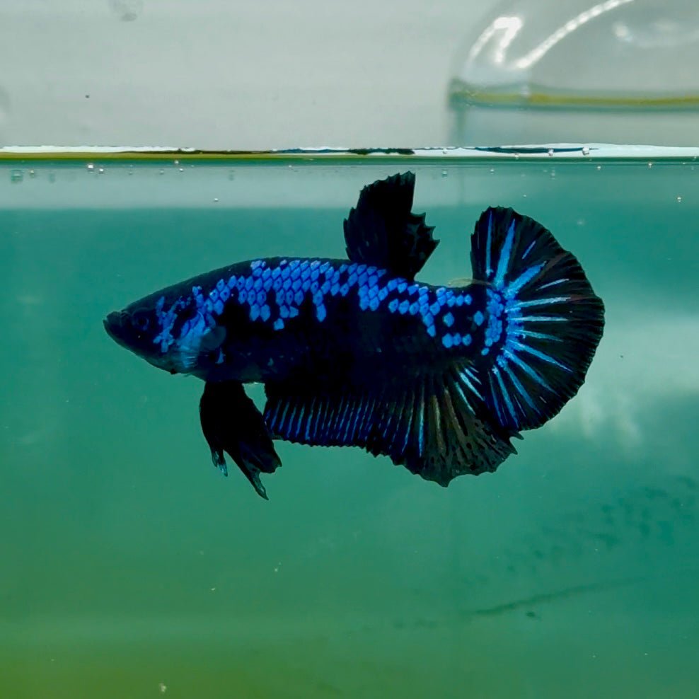 Plakat Blue Samurai Male Betta Ma11