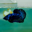 Plakat Blue Samurai Male Betta Ma12