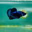 Plakat Blue Samurai Male Betta Ma12