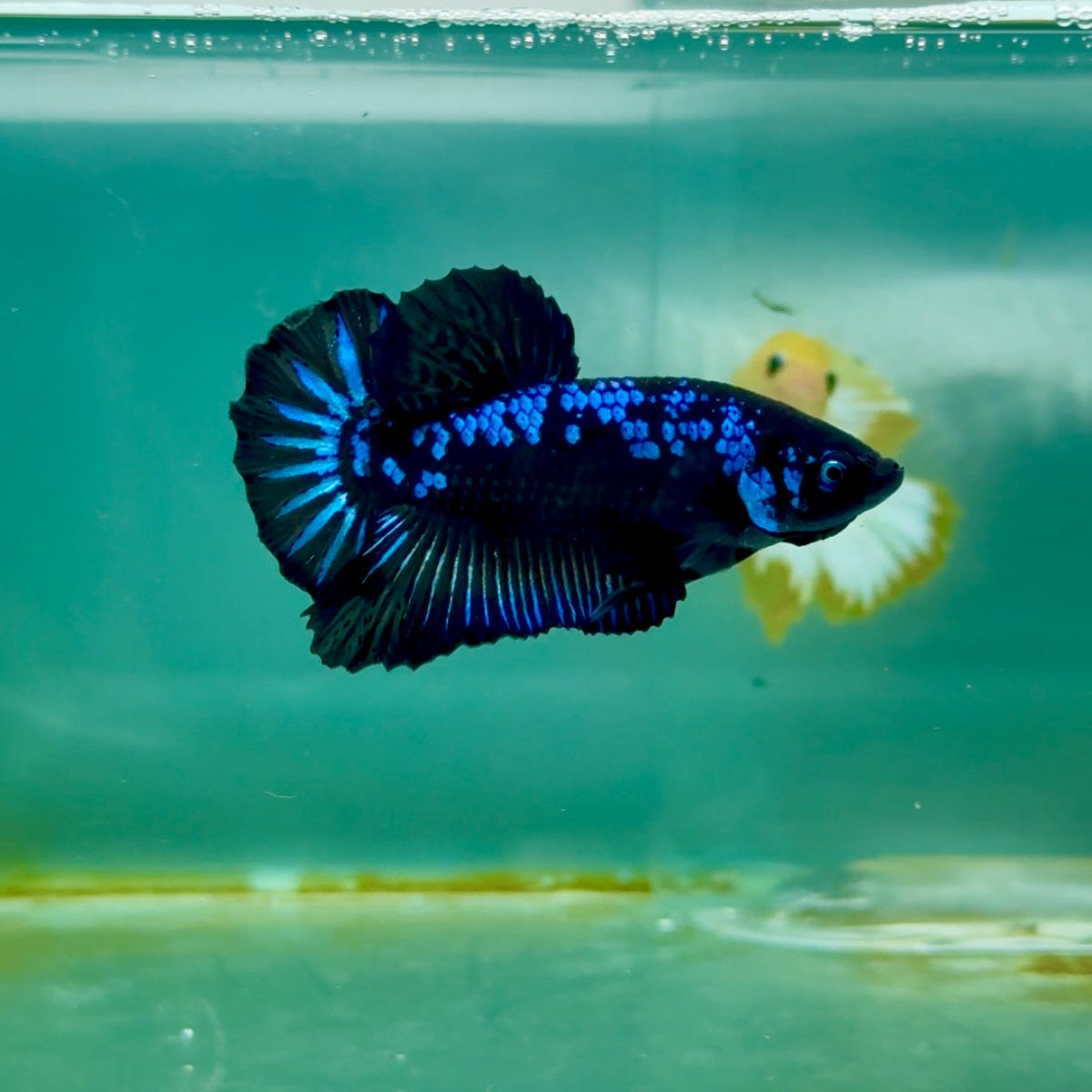 Plakat Blue Samurai Male Betta Ma12