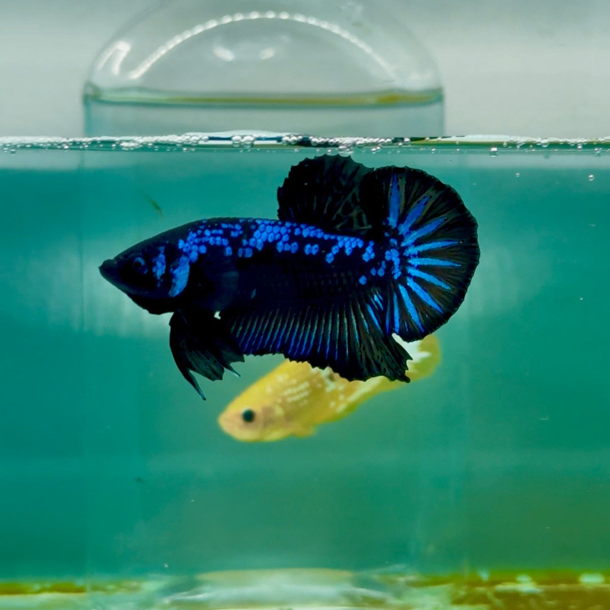 Plakat Blue Samurai Male Betta Ma12
