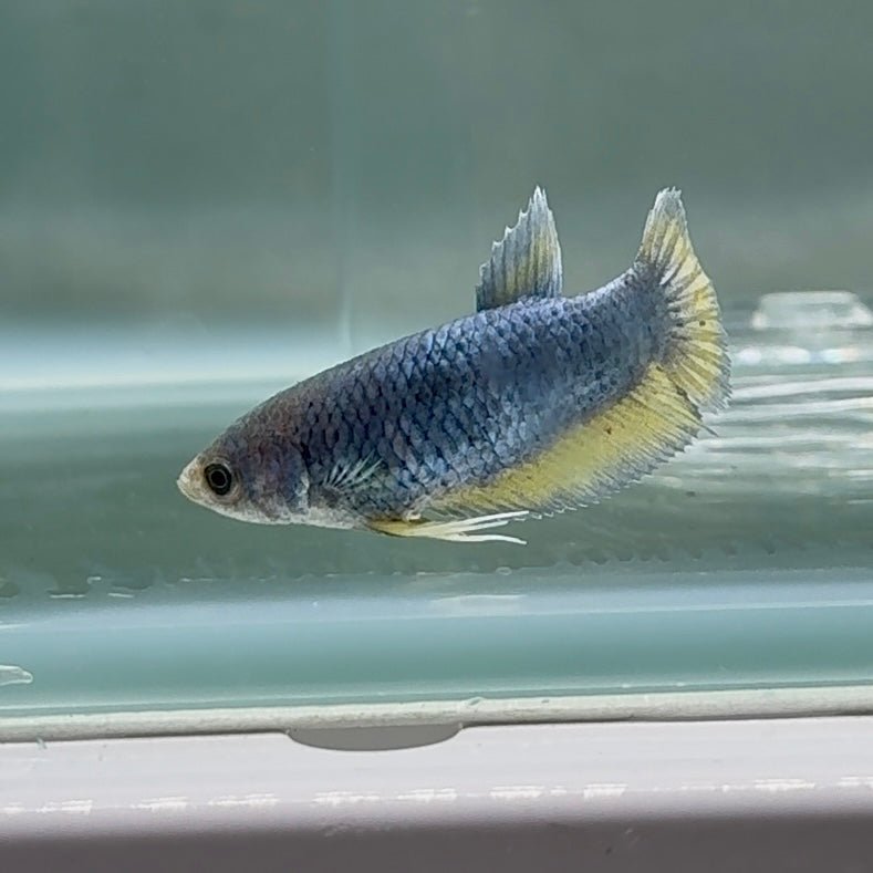 Plakat Blue Vanda Female Betta #Au65