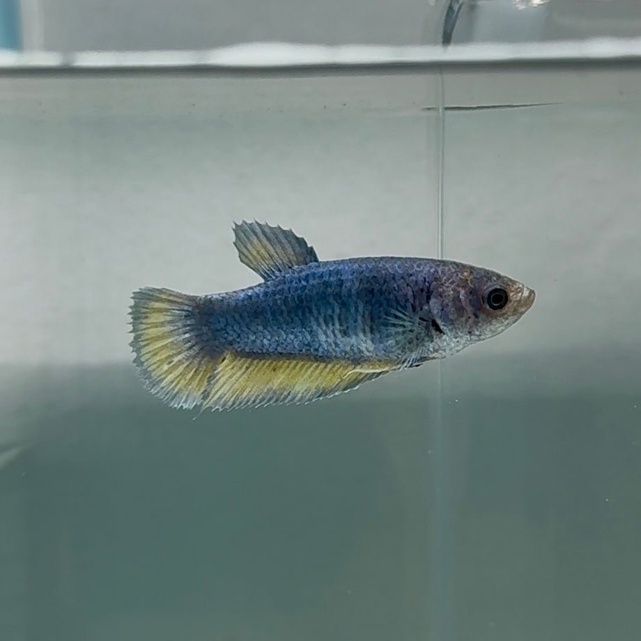 Plakat Blue Vanda Female Betta #Au65