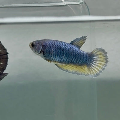Plakat Blue Vanda Female Betta Au65 Female betta