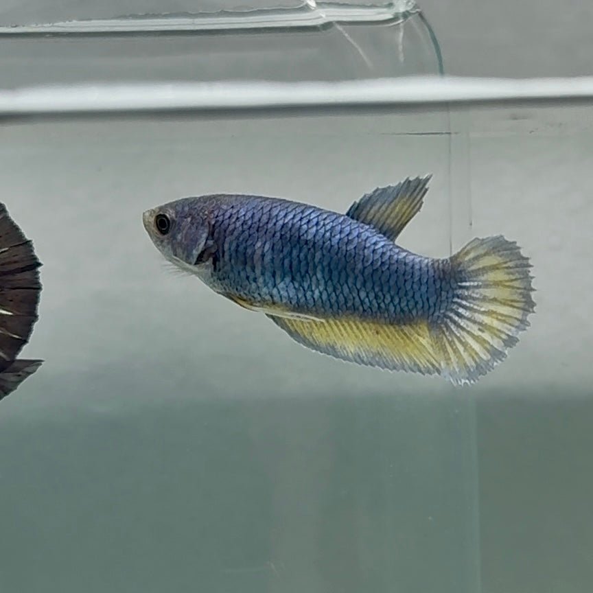 Plakat Blue Vanda Female Betta Au65 Female betta
