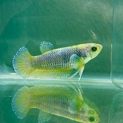 Plakat Blue Vanda Green Eye Female Betta Au41 Female betta