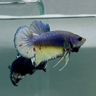 Plakat Blue Vanda Male Betta Au70 Male betta