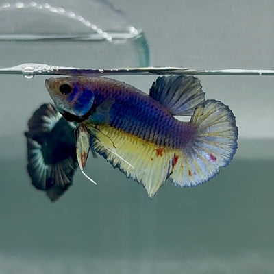 Plakat Blue Vanda Male Betta Au70 Male betta