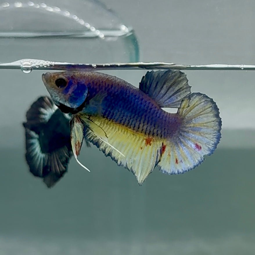 Plakat Blue Vanda Male Betta Au70 Male betta
