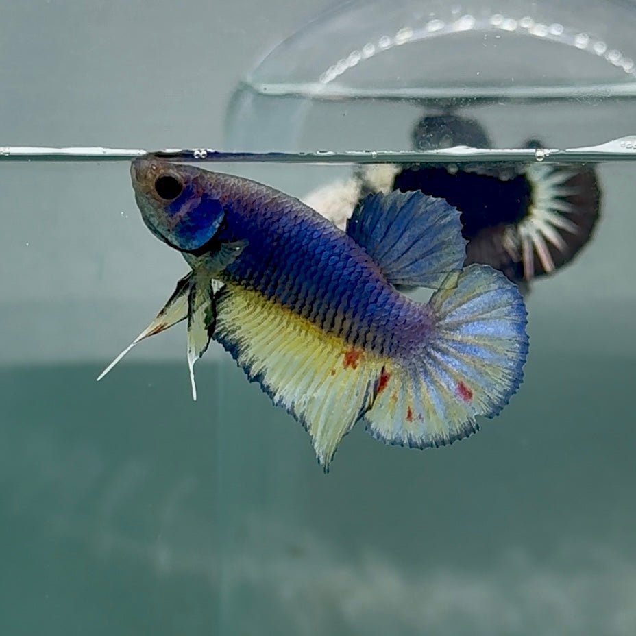 Betta Plakat Vanda Azul Macho #Au70