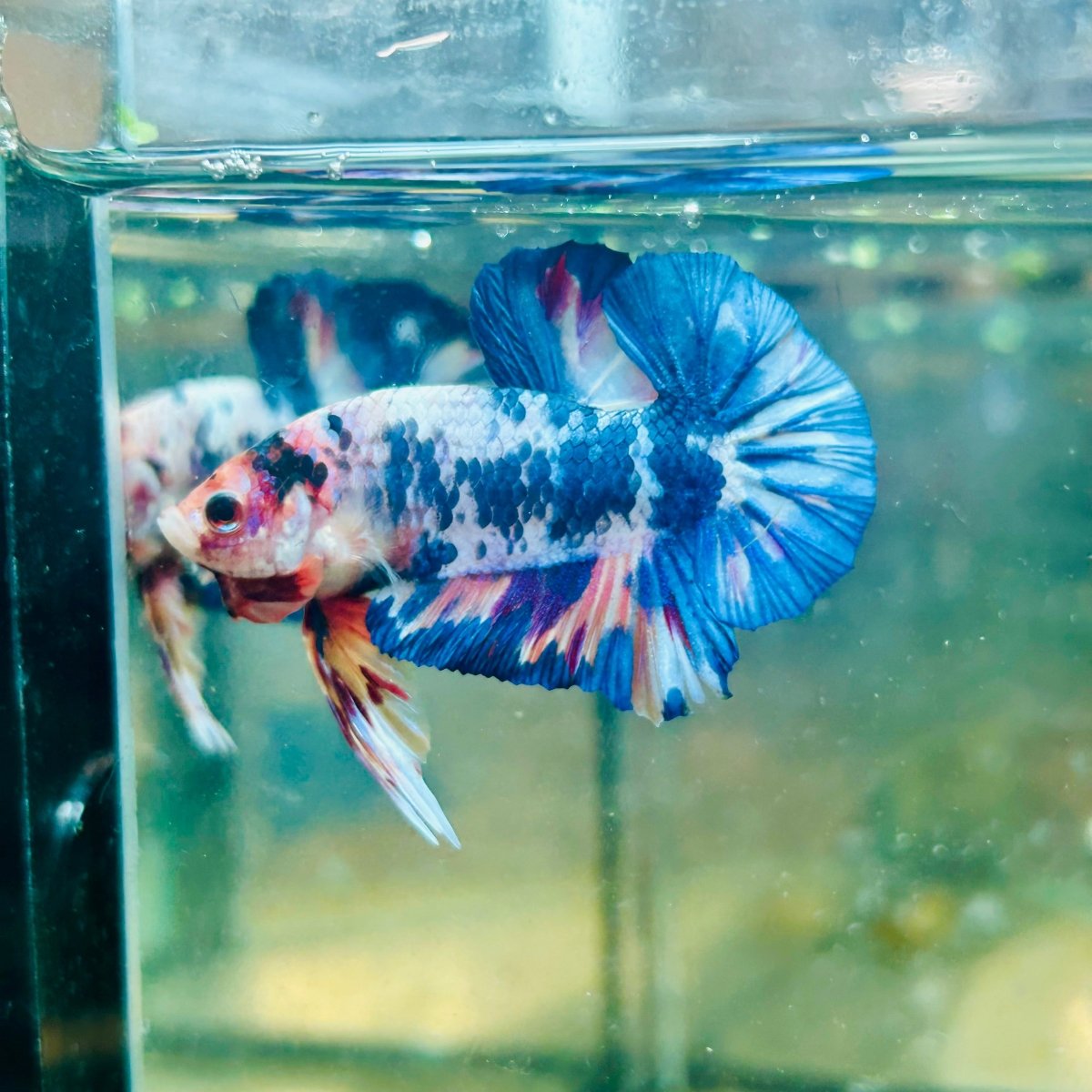 Plakat Blue White Candy Betta 056 Male betta