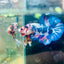 Plakat Blue White Candy Betta 056 Male betta