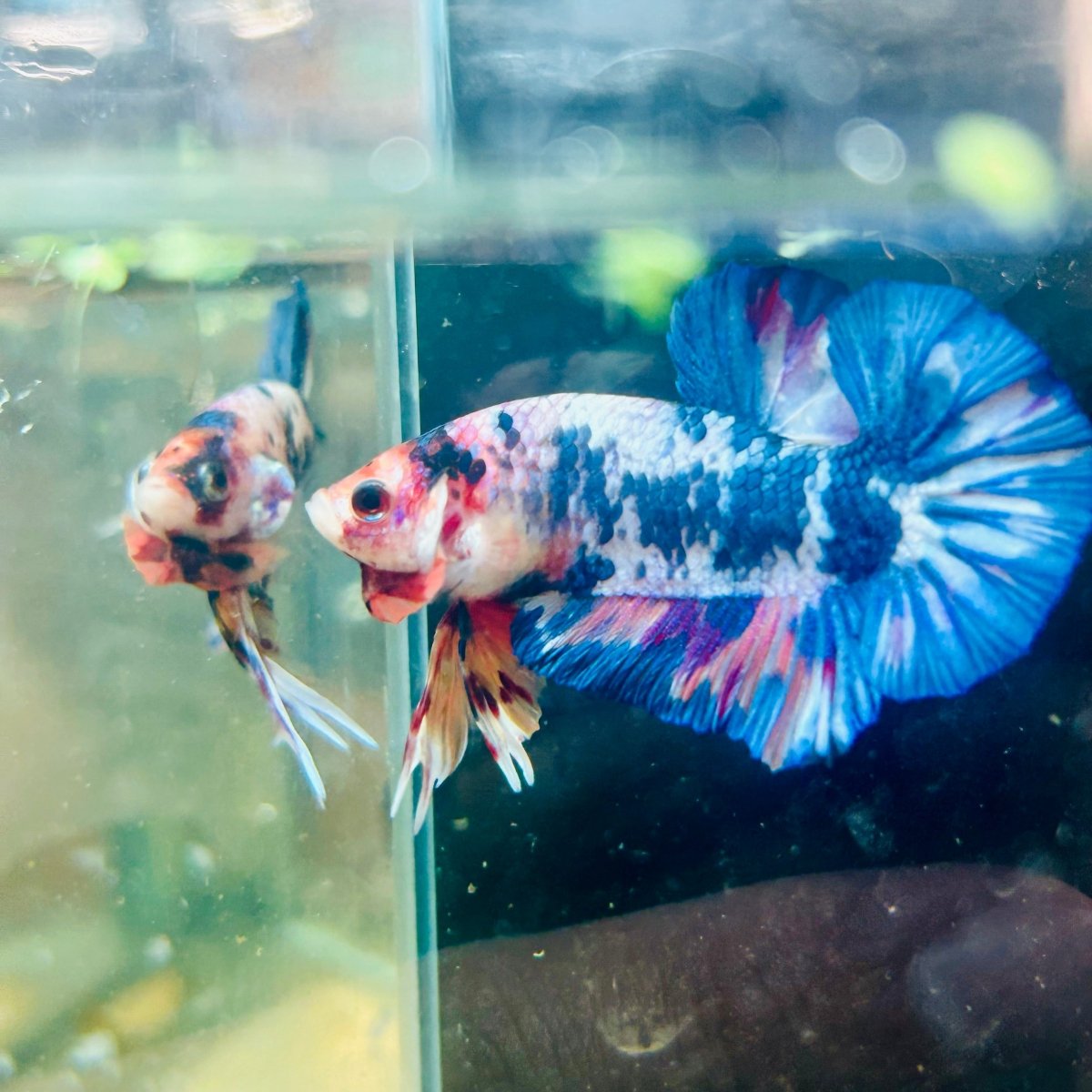 Plakat Blue White Candy Betta #056