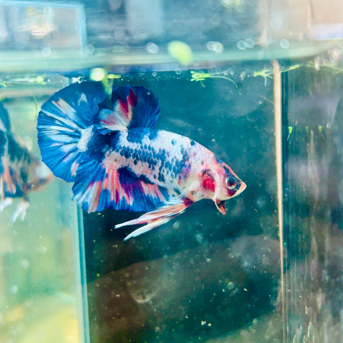Plakat Blue White Candy Betta 056 Male betta