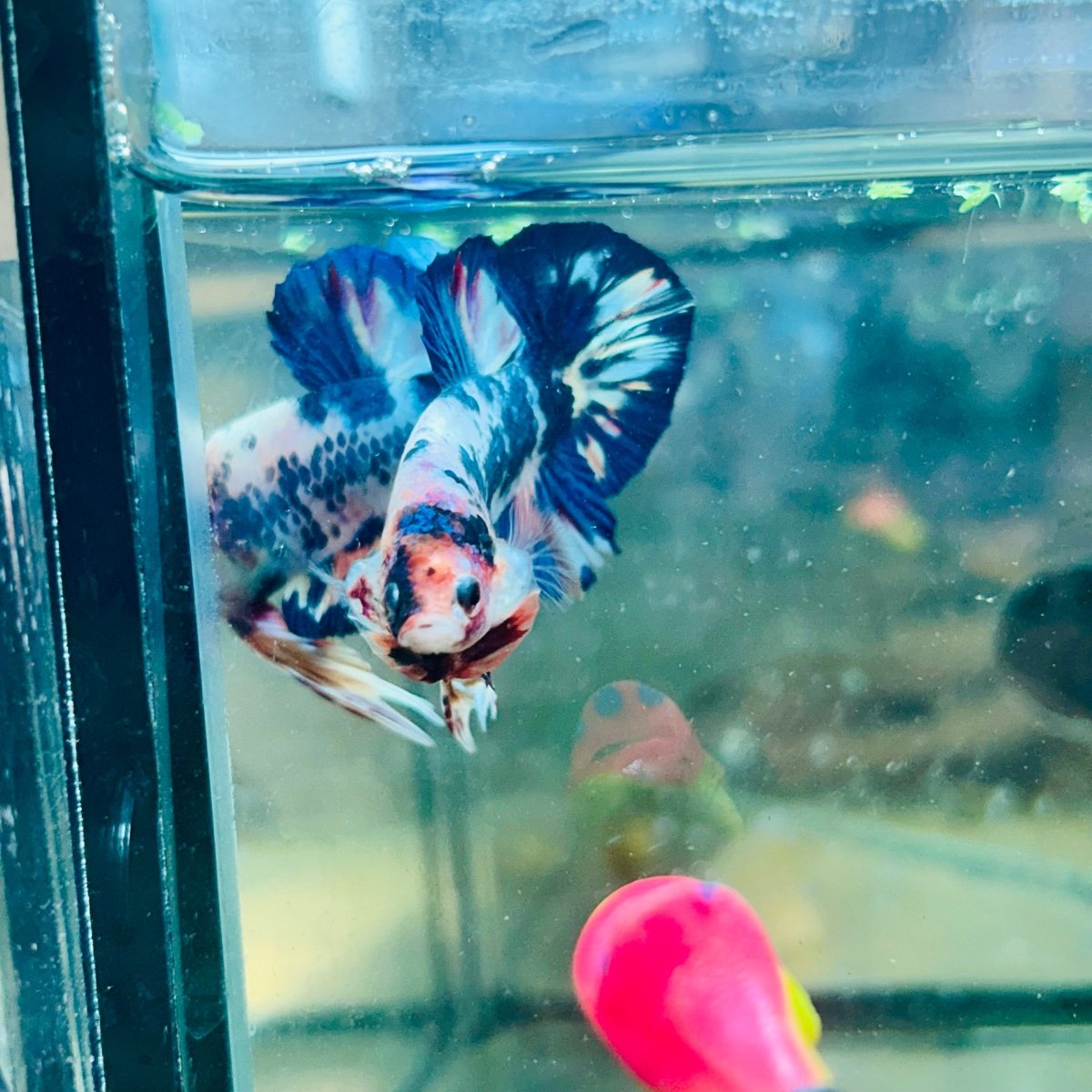Plakat Blue White Candy Betta 056 Male betta