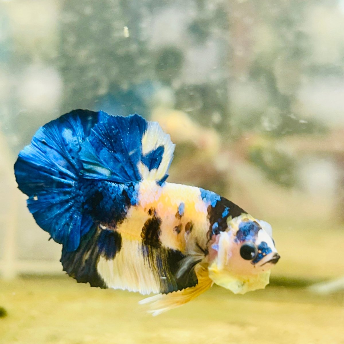 Plakat Blue Yellow Koi Male Betta 128