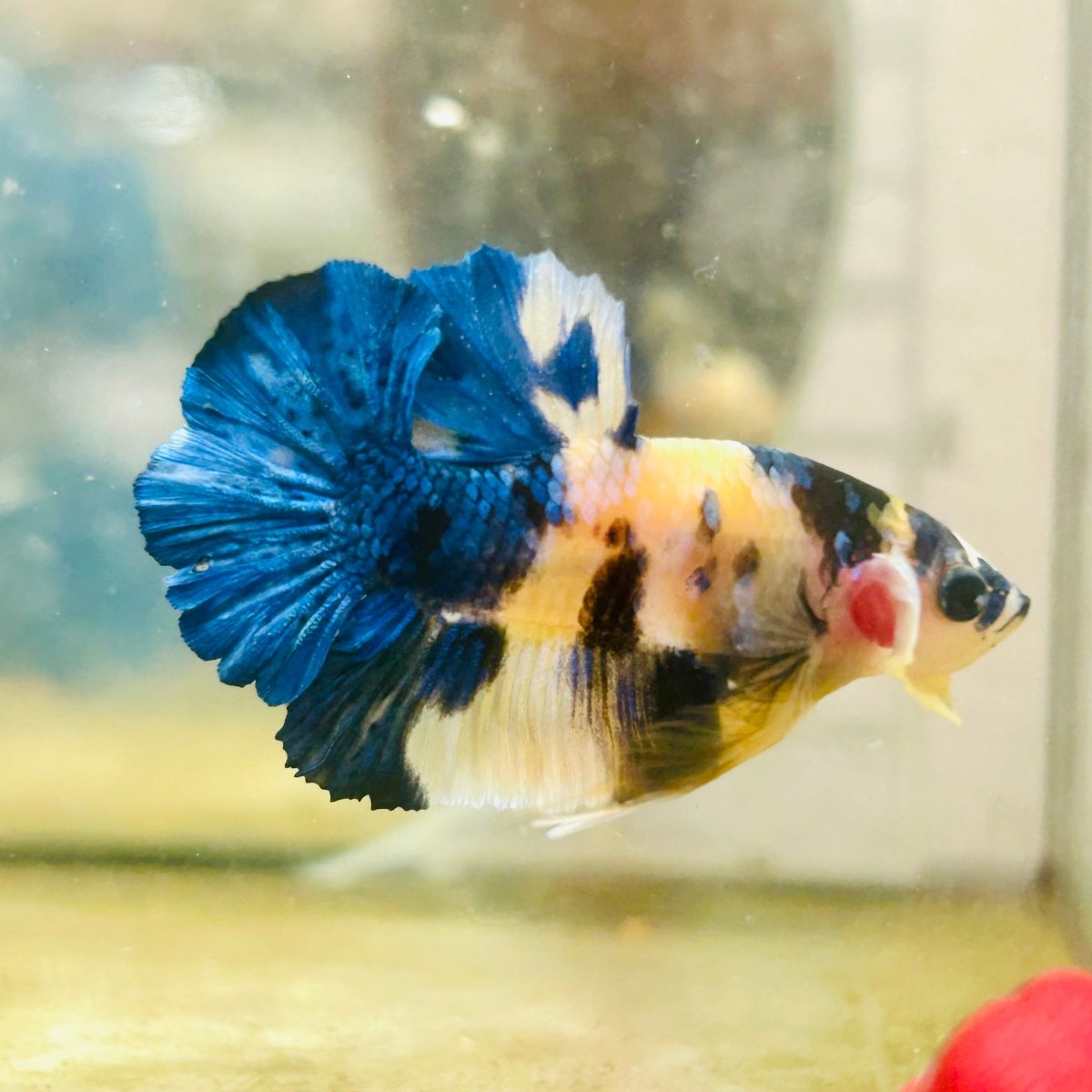 Plakat Blue Yellow Koi Male Betta 128