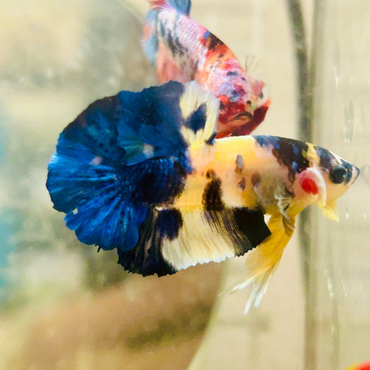 Plakat Blue Yellow Koi Male Betta 128