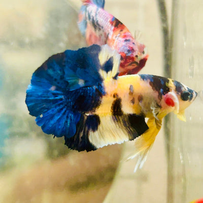 Plakat Blue Yellow Koi Male Betta 128