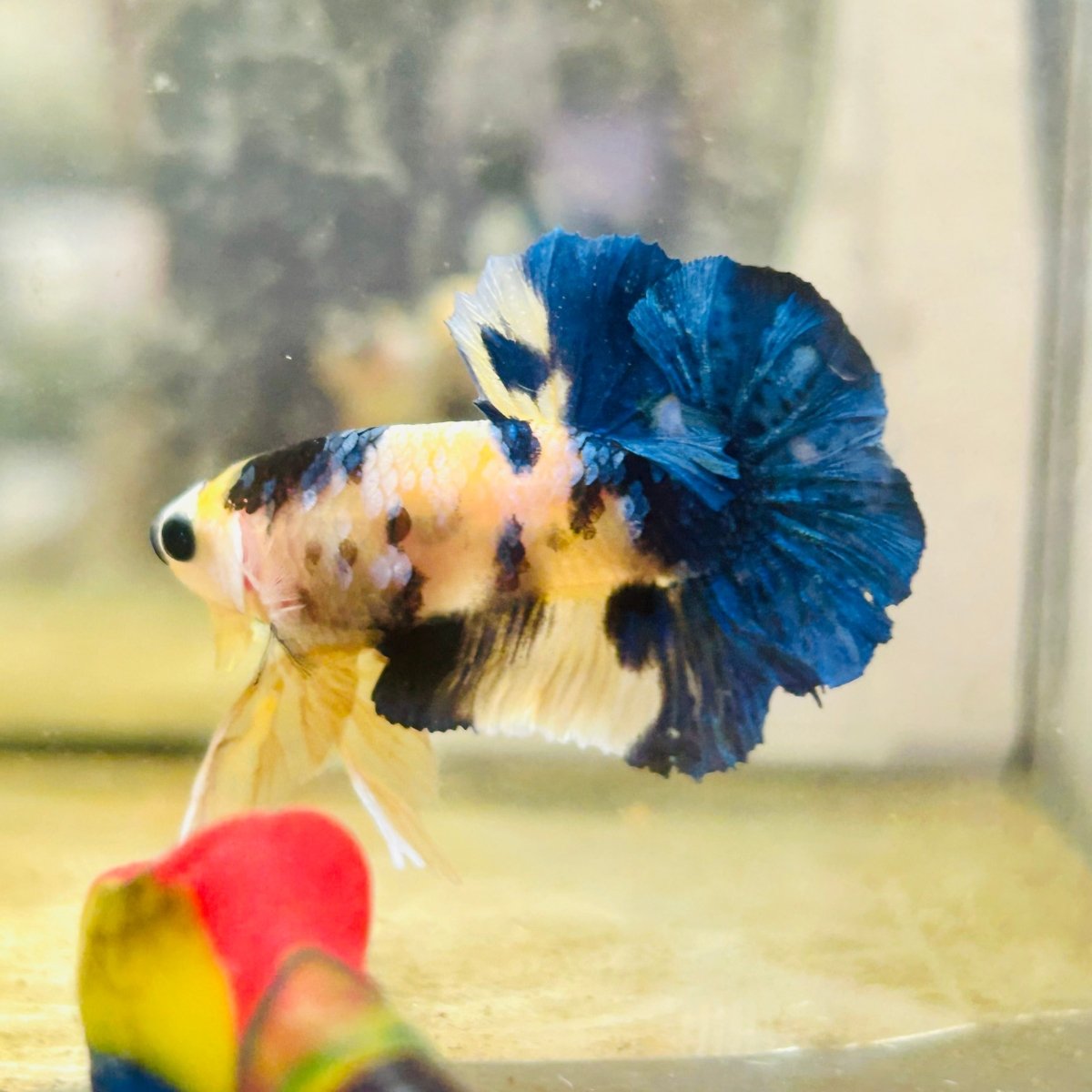 Plakat Blue Yellow Koi Male Betta 128