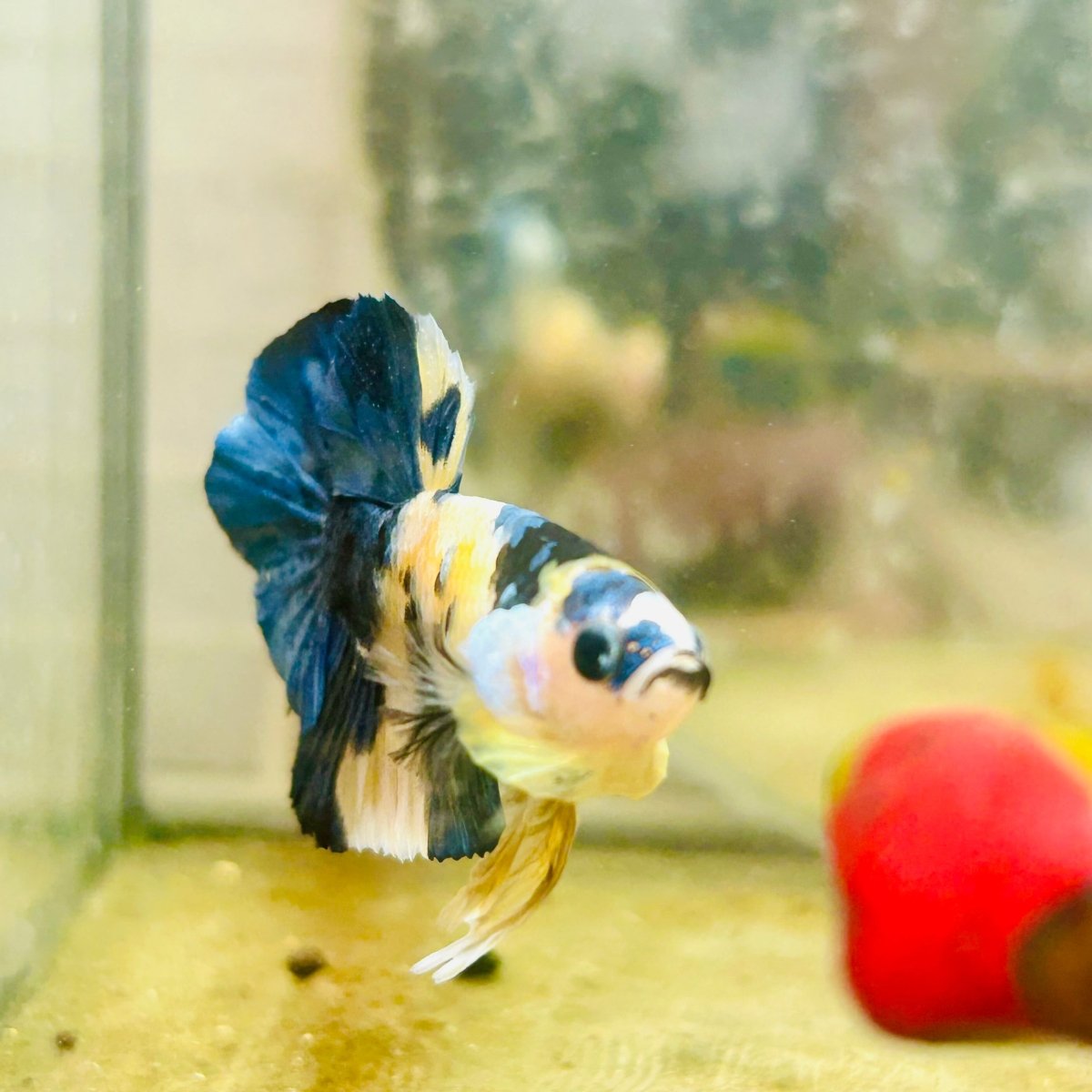 Plakat Blue Yellow Koi Male Betta 128