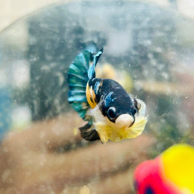 Plakat Blue Yellow Koi Male Betta 137