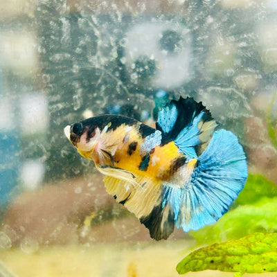 Plakat Blue Yellow Koi Male Betta 137