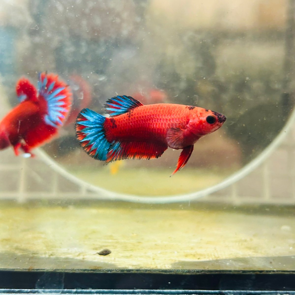 Plakat Bluetail Red Fancy Female Betta A145
