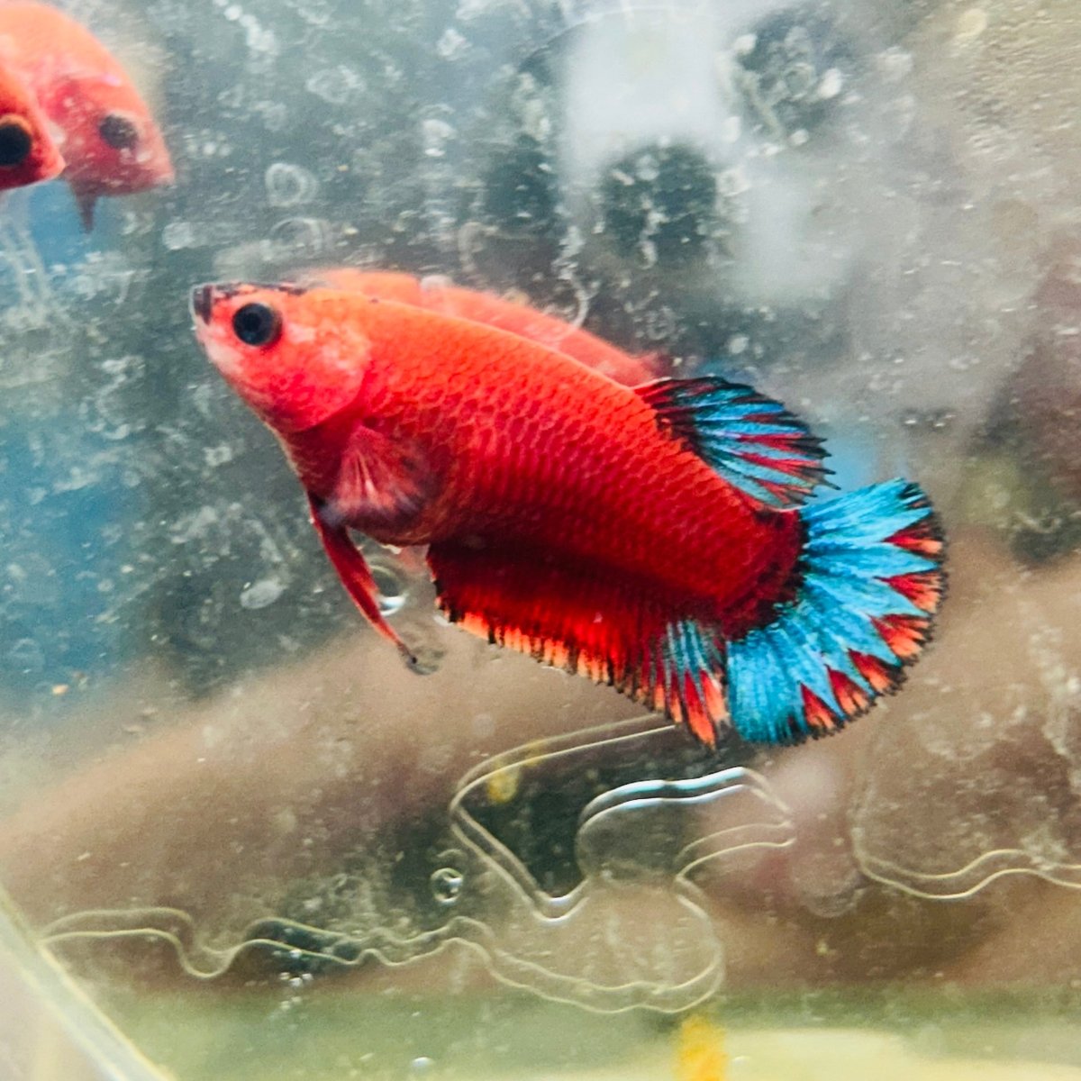 Plakat Bluetail Red Fancy Female Betta A145