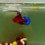 Plakat Bluetail Red Fancy Female Betta J48