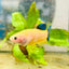 Plakat Bluetail Yellow Fancy Female Betta D16