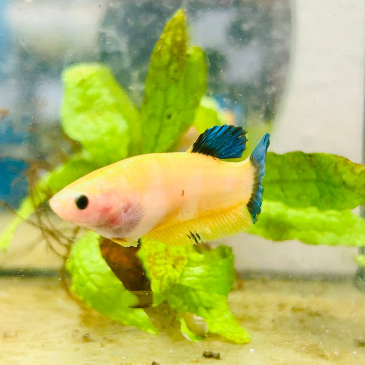 Plakat Bluetail Yellow Fancy Female Betta D16