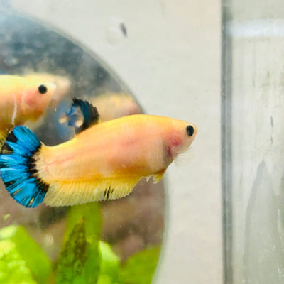 Plakat Bluetail Yellow Fancy Female Betta D16