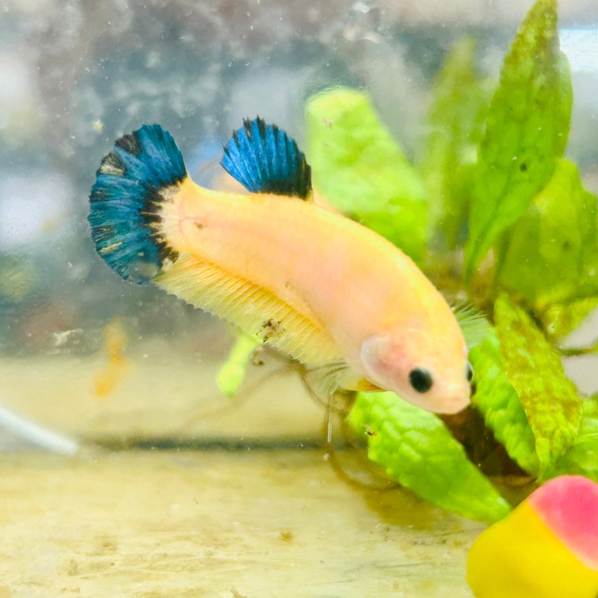 Plakat Bluetail Yellow Fancy Female Betta D16