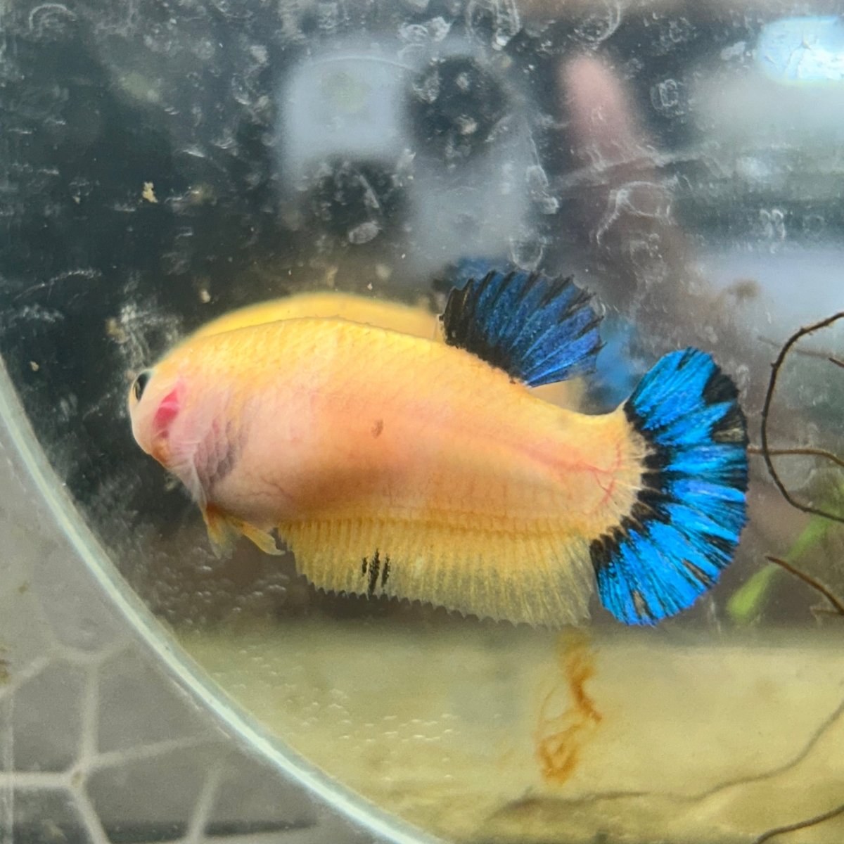 Plakat Bluetail Yellow Fancy Female Betta D16