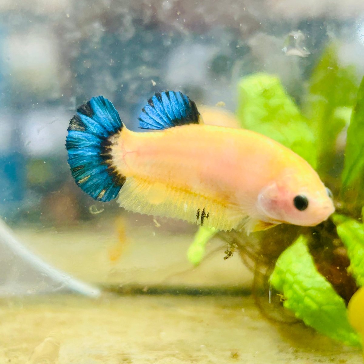 Plakat Bluetail Yellow Fancy Female Betta D16