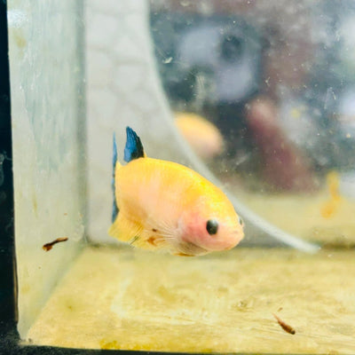 Plakat Bluetail Yellow Fancy Female Betta D16