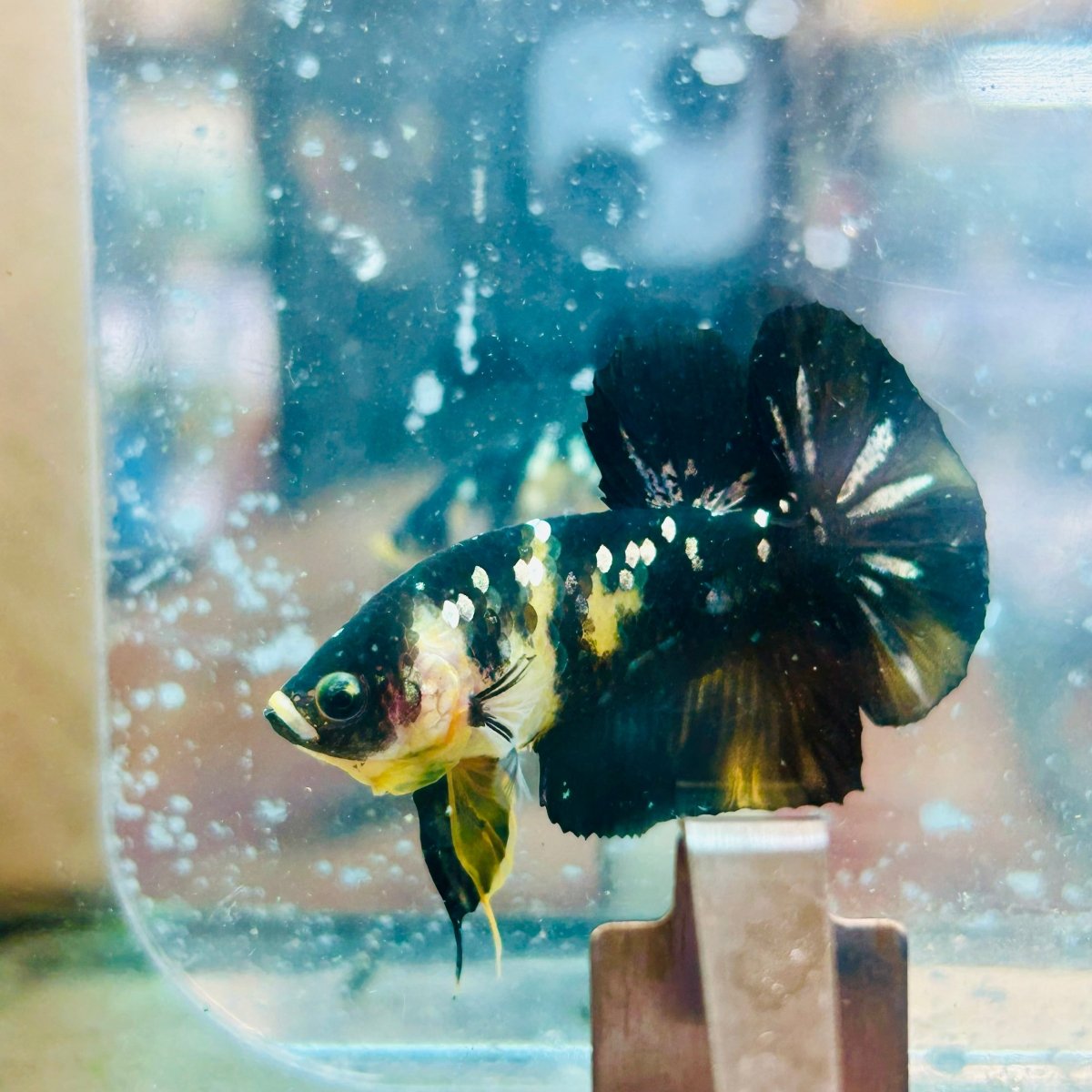 Plakat Bumble Bee Male Betta #154