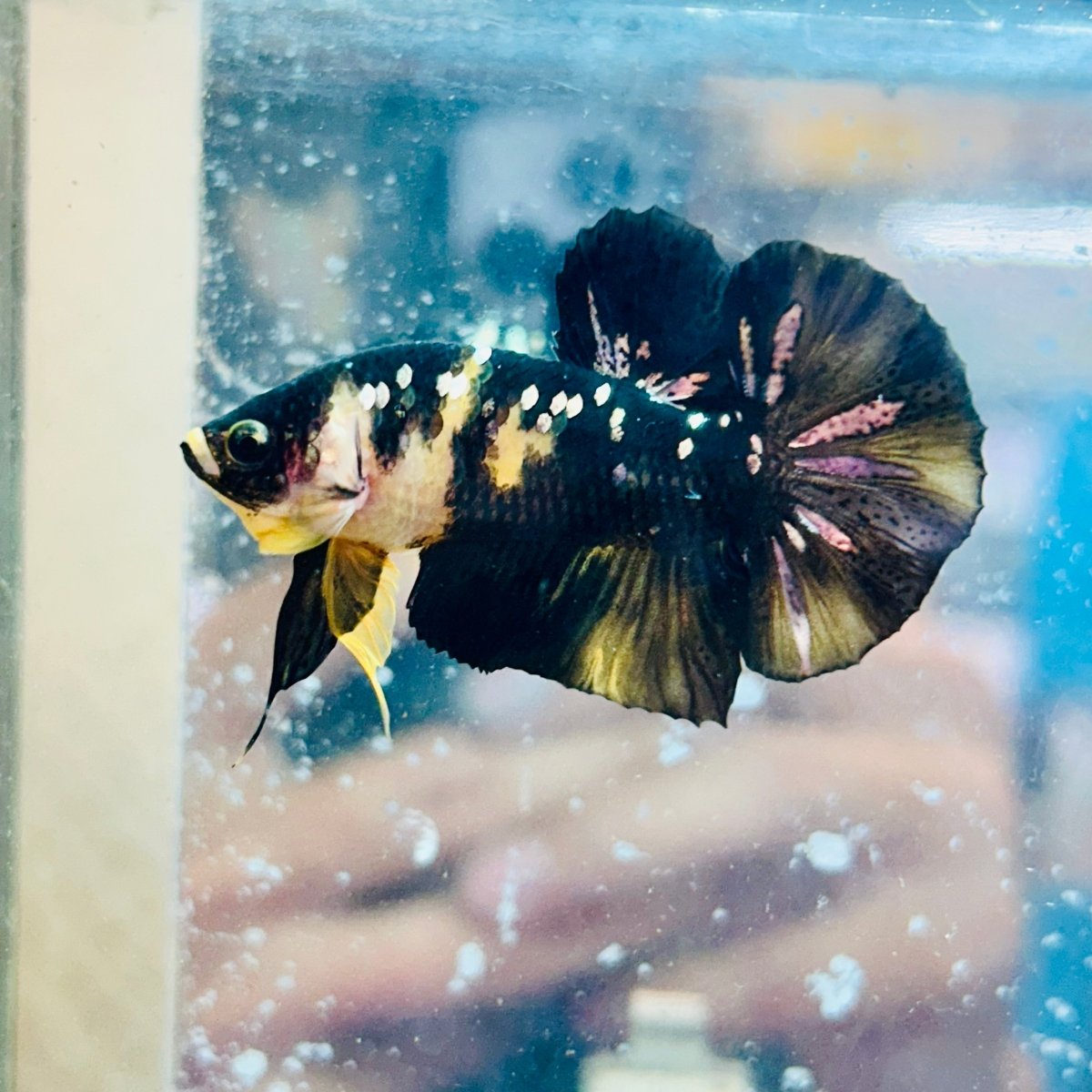 Plakat Bumble Bee Male Betta #154