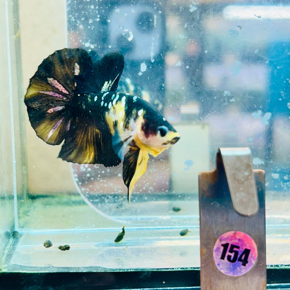 Plakat Bumble Bee Male Betta #154